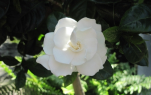 Gardenia Pictures