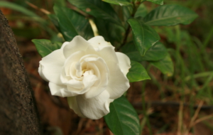 Gardenia Wallpaper