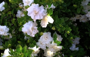 Gardenia For Desktop