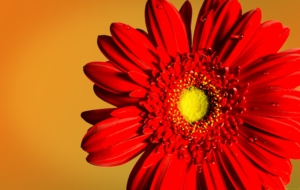 Gerbera Background Gerbera Background