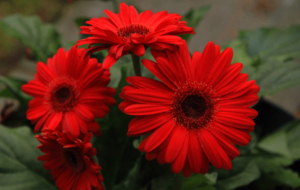 Gerbera Desktop Gerbera Desktop