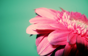 Gerbera HD Gerbera HD