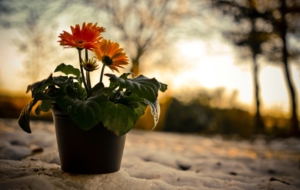 Gerbera HD Background Gerbera HD Background