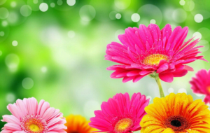 Gerbera HD Desktop Gerbera HD Desktop