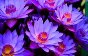 Gerbera High Definition Gerbera High Definition