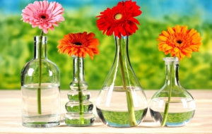 Gerbera Wallpaper Gerbera Wallpaper