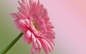 Gerbera Wallpapers Gerbera Wallpapers