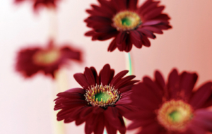 Gerbera Wallpapers HD Gerbera Wallpapers HD