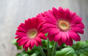 Gerbera Widescreen Gerbera Widescreen