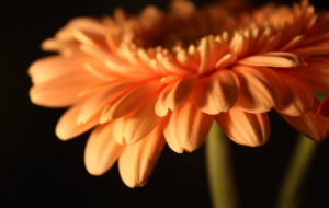 Gerbera For Desktop Gerbera For Desktop