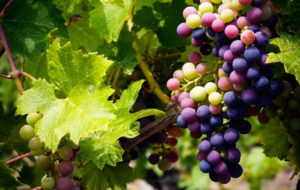 Grapes Widescreen