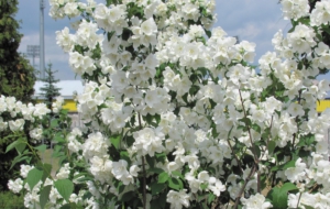 Jasmine HD Wallpaper