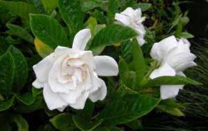 Jasmine High Definition