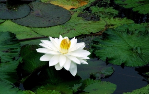 Lotus Background Lotus Background