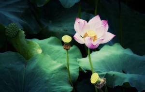 Lotus Desktop Lotus Desktop