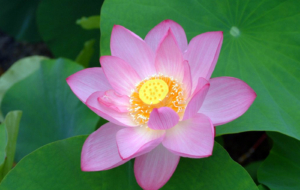 Lotus High Quality Wallpapers Lotus High Quality Wallpapers