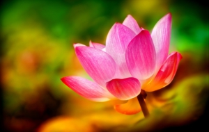 Lotus Images Lotus Images