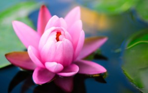 Lotus Photos Lotus Photos