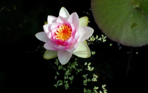 Lotus Wallpaper Lotus Wallpaper