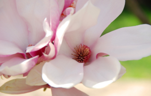 Magnolia Widescreen