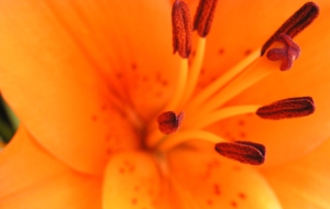 Orange Flower HD Desktop
