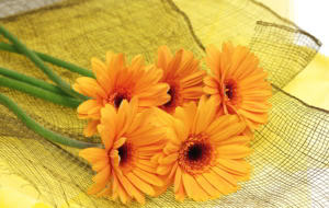 Orange Flower Wallpaper