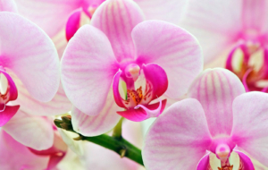 Orchid