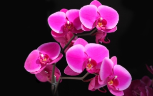 Orchid HD Wallpaper