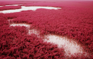 Panjin Red Beach Computer Wallpaper Panjin Red Beach Computer Wallpaper