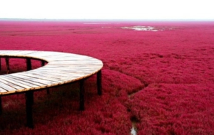 Panjin Red Beach Widescreen