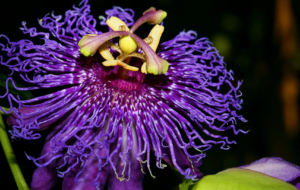 Passion Flower Wallpapers