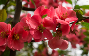 Peach Flowers Wallpapers