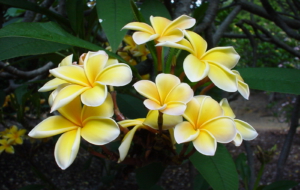 Plumeria