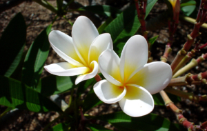 Plumeria HQ Plumeria HQ