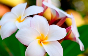 Plumeria Images Plumeria Images