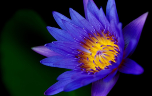 Purple Flower Desktop Purple Flower Desktop