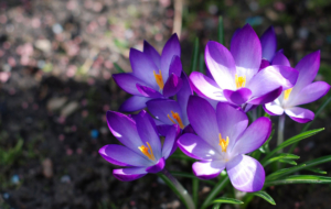 Purple Flower Widescreen