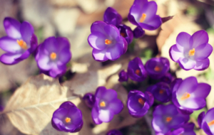 Purple Flower For Desktop Purple Flower For Desktop