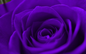 Purple Rose
