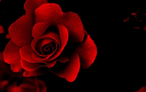 Red Flower Wallpapers