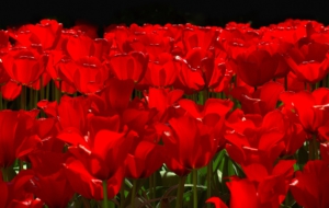 Red Tulips 4K