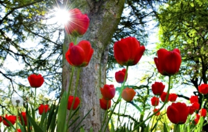 Red Tulips Computer Wallpaper