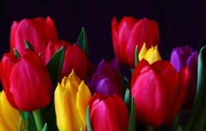 Red Tulips HD Background