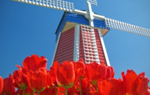 Red Tulips High Definition