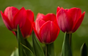 Red Tulips Pictures