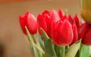 Red Tulips Wallpaper