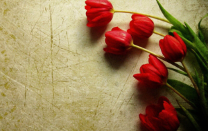 Red Tulips Wallpapers HD