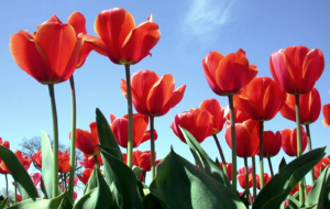 Red Tulips Widescreen