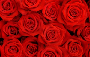 Rose Petals Computer Wallpaper