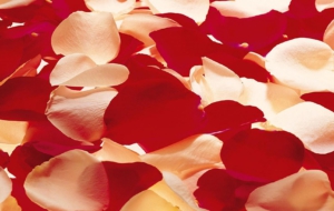 Rose Petals HD
